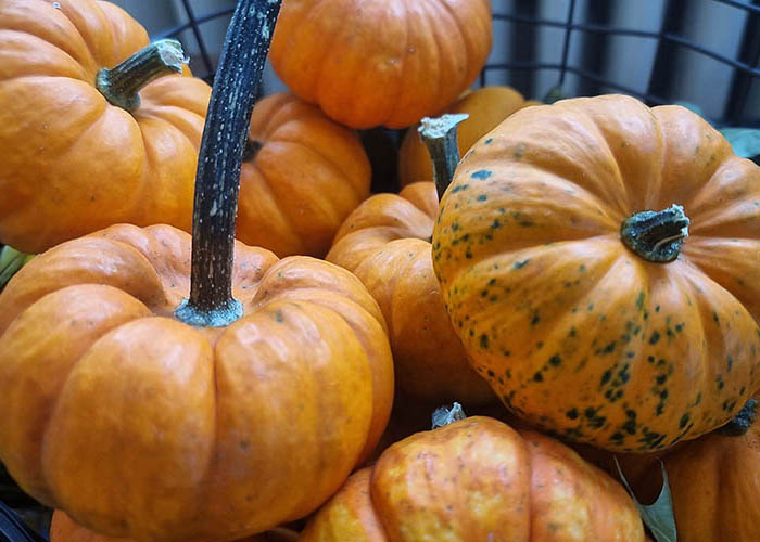 Herbst bei Natürlich Bluemig